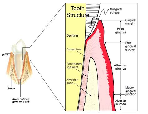 gingival tissue